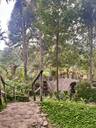 Bali Pulina Coffee Plantation