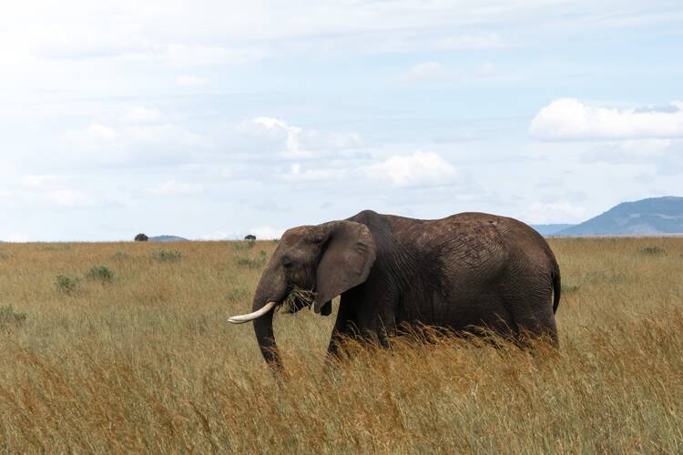 Elephant at Maasai Mara