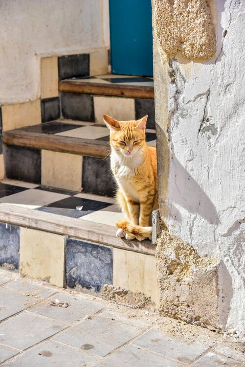 Essaouira cat - featured