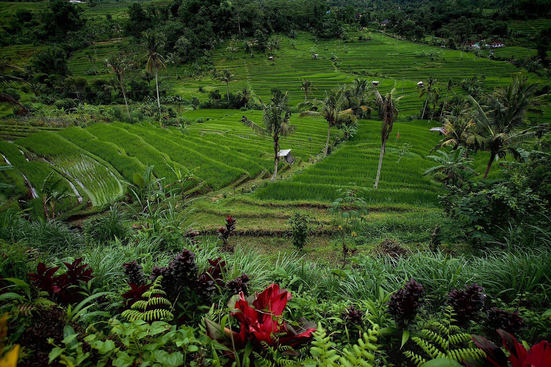 Tabanan, Bali - feature