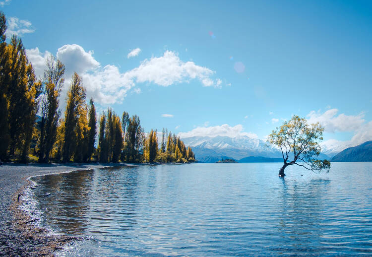Wanaka Tree, New Zealand