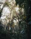 Montverde Cloud Forest