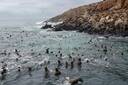 Swim Sea Lions Peru