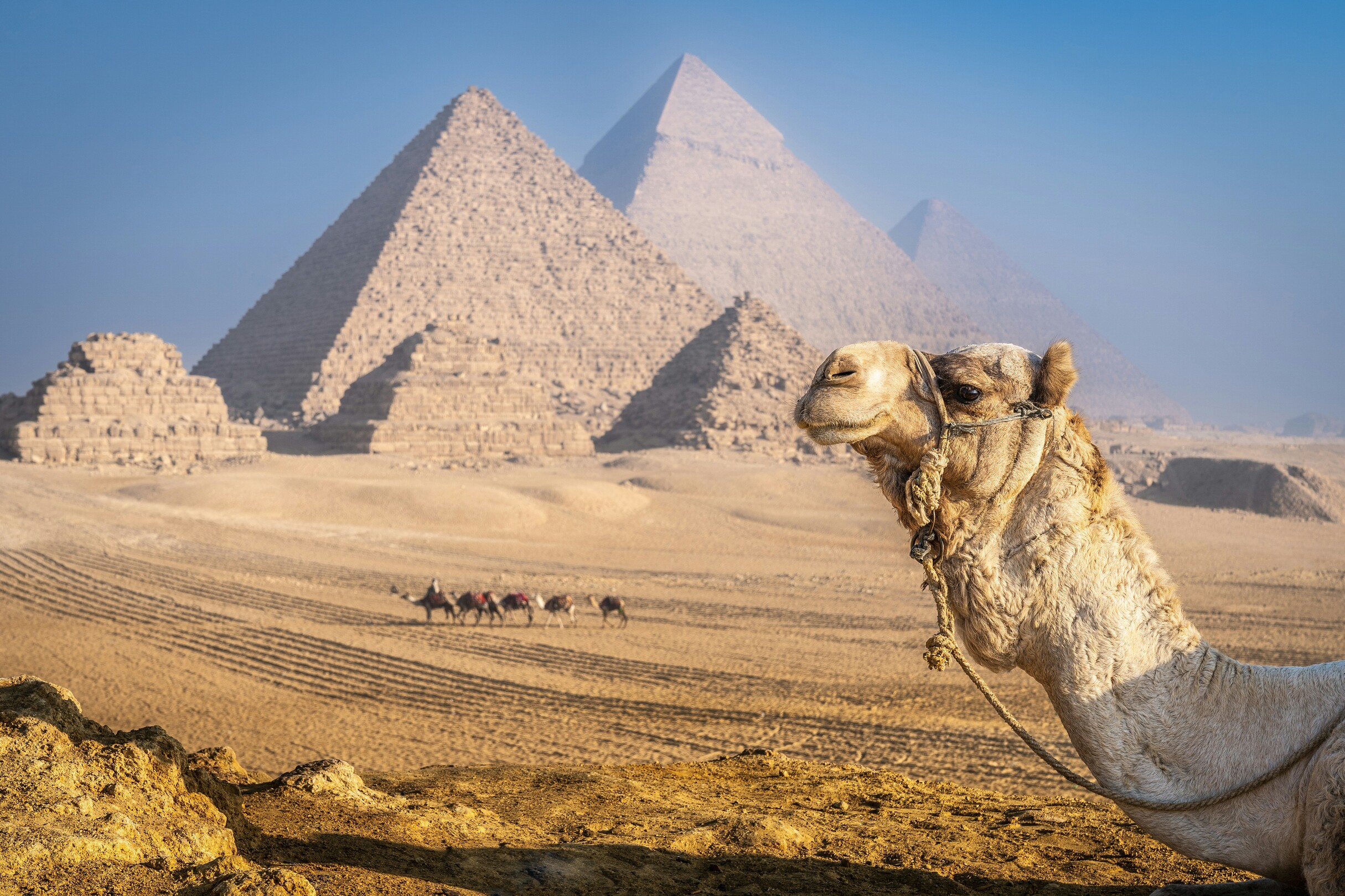 Giza Egypt pyramids & camel feature