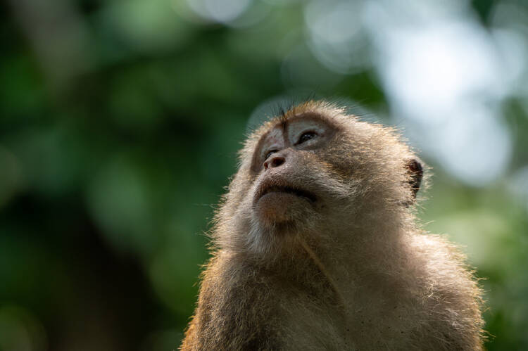 Photo by Kolin, Khao Sok long-tailed Macaque