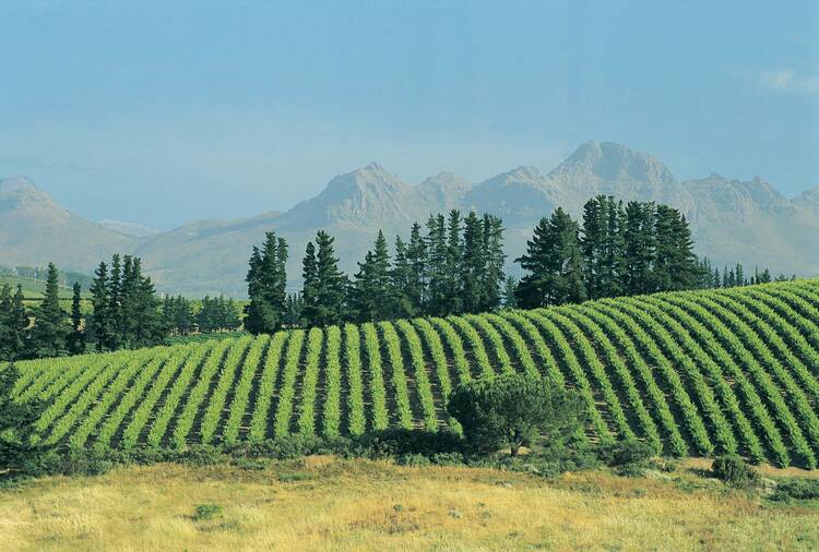 South Africa Winelands
