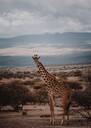 Giraffe Wow