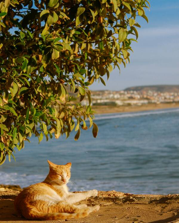 Taghazout free evening