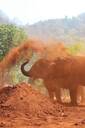 Elephant Sanctuary Thailand