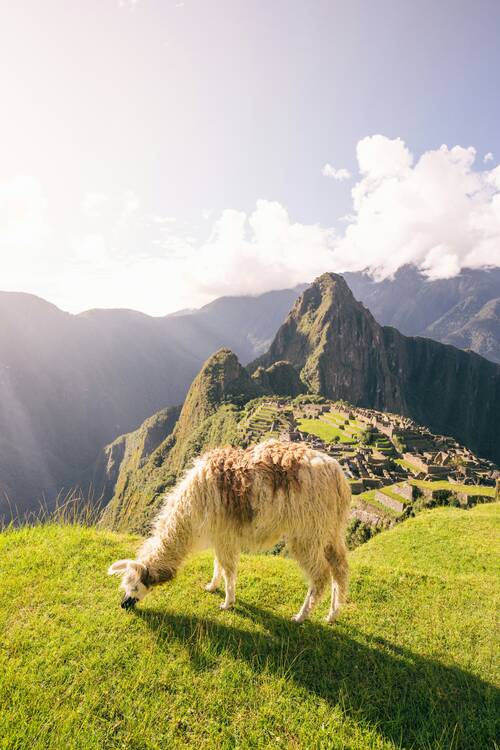 Machu Picchu Alpaca 