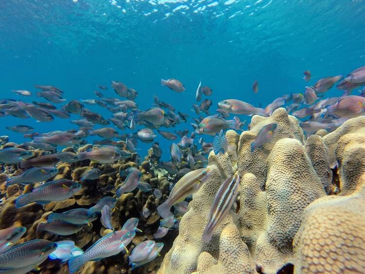 Isla Grande-Snorkel
