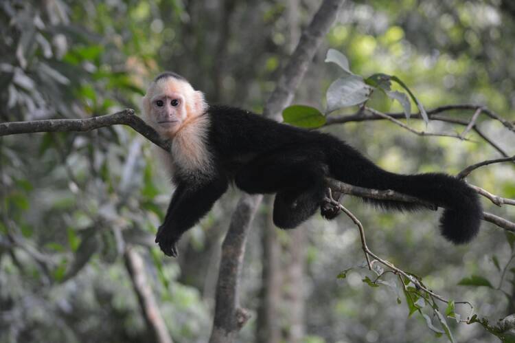 White-faced Capuchin, Manuel Antonio National Park