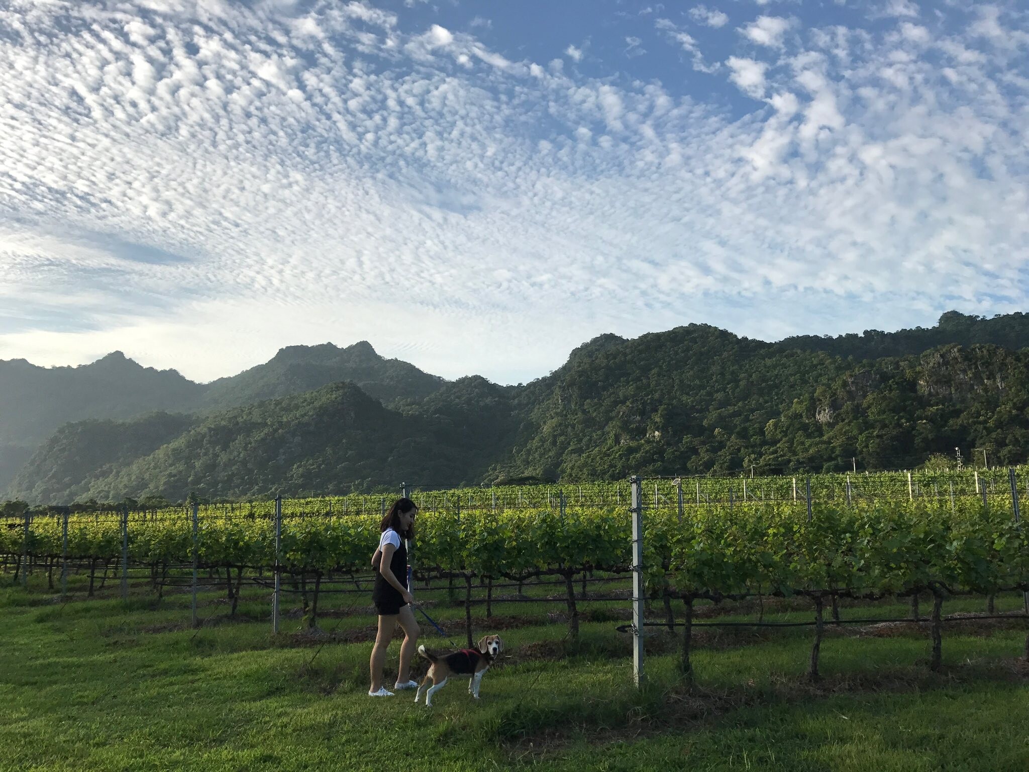 GranMonte Vineyard