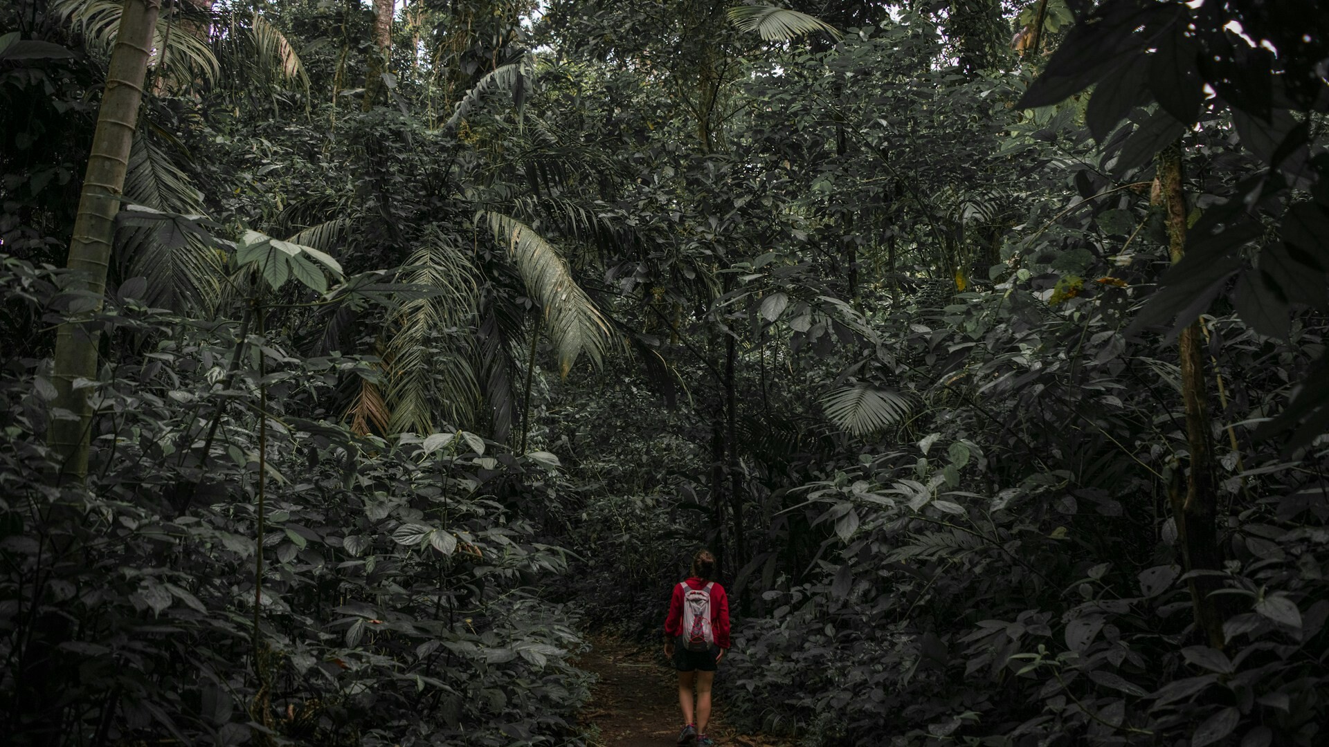 Arenal jungle hike