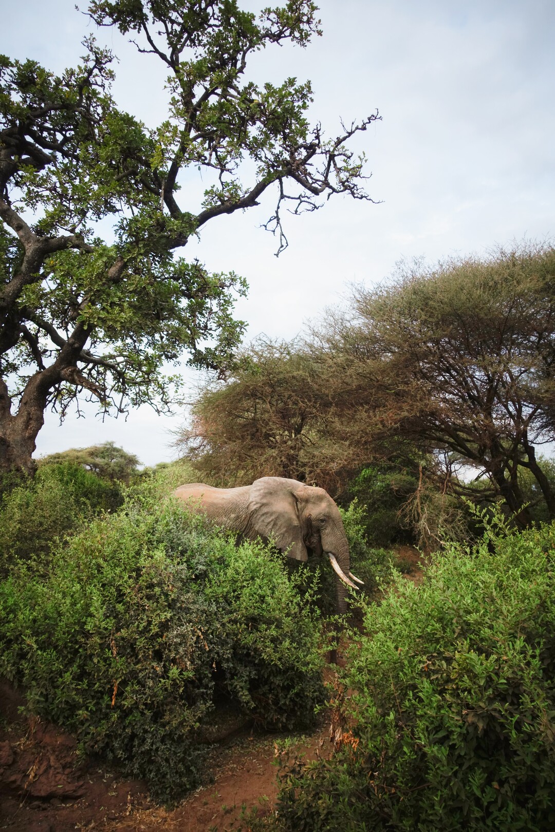 Lake Manyara elephant