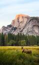 Yosemite wildlife