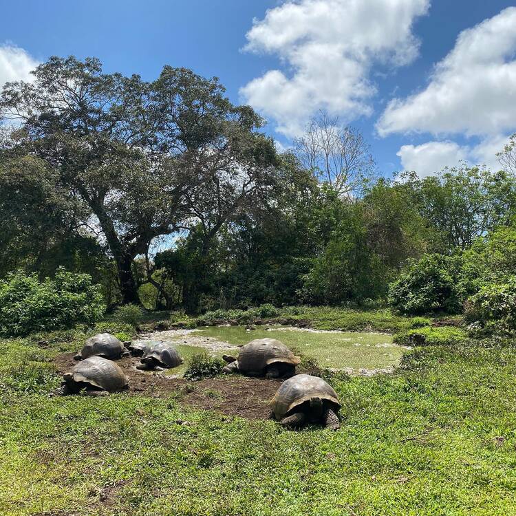 Giant Tortoise