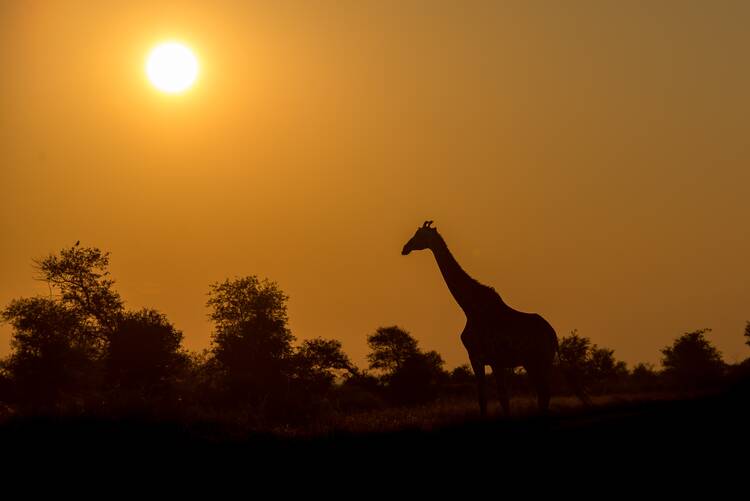 Kruger National Park giraffe