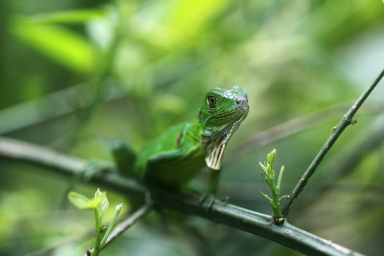 Lizard