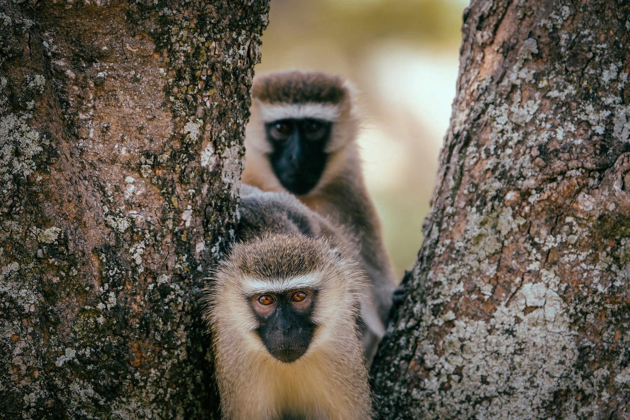 Spider Monkey in Costa Rica