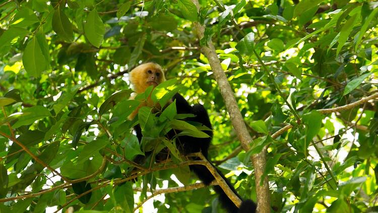 Capuchin monkey