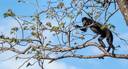 Costa Rican monkey in tree