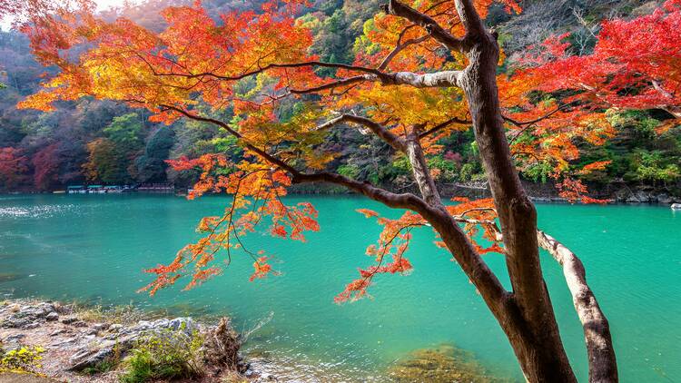 Kyoto free