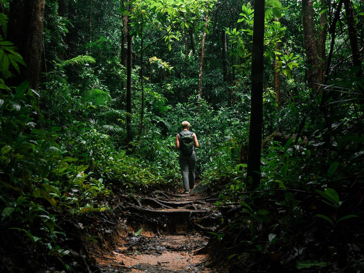 Jungle hiking