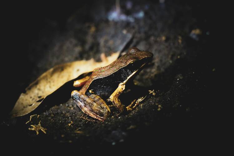 Monteverde Cloud Forest night walk