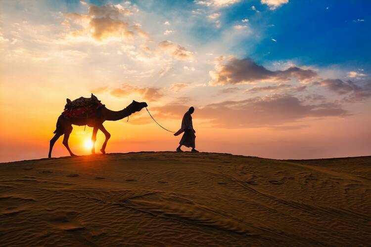 Camel in the desert