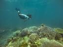 Snorkel Costa Rica