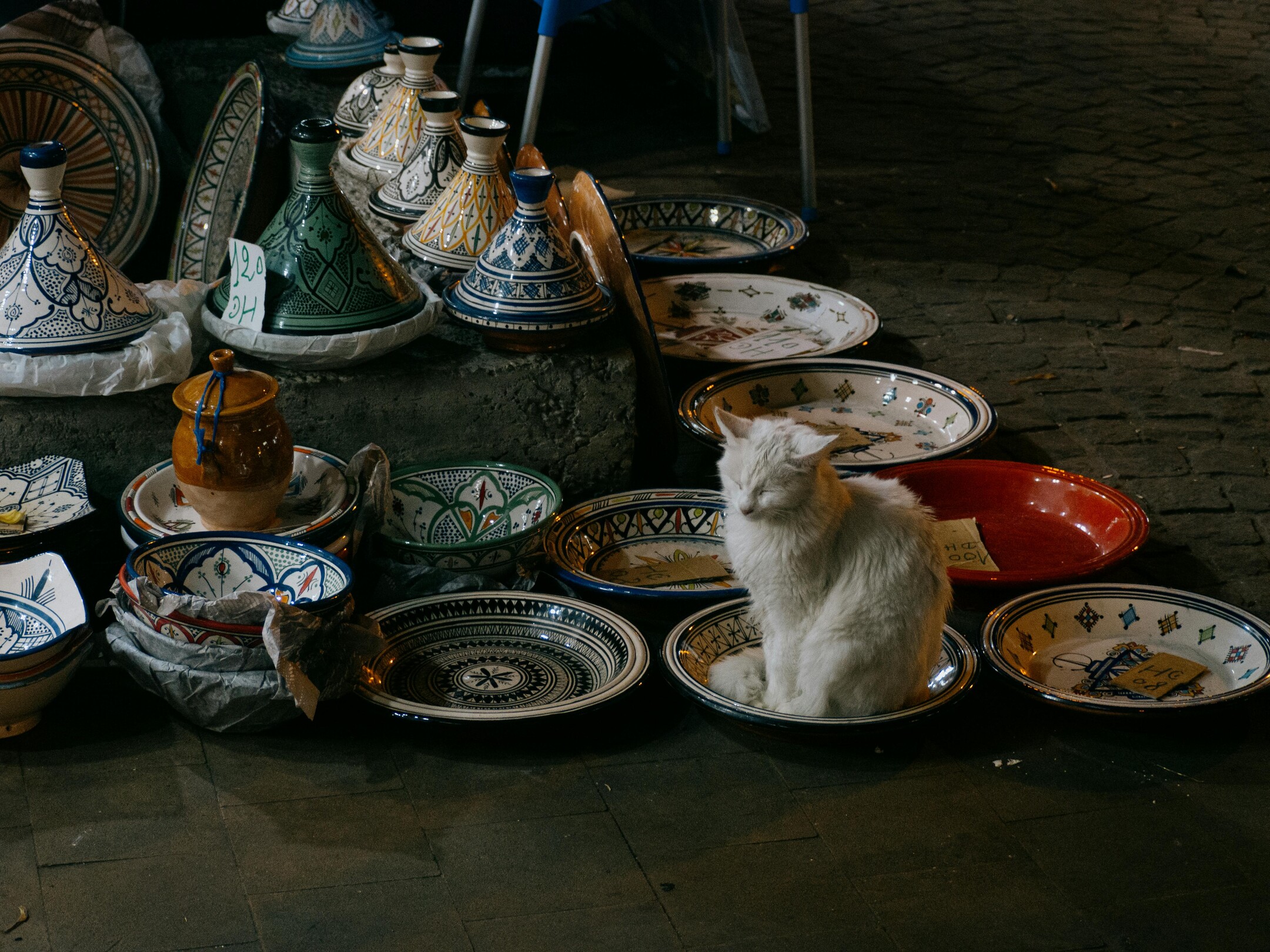 Marrakech market cat - featured