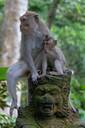 Monkey Forest, Ubud