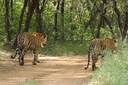 Ranthambhore National Park