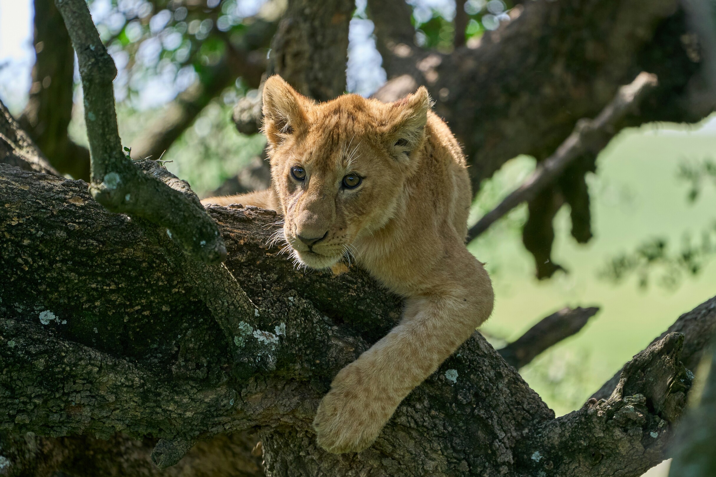 Baby lion in Ngorongoro feature
