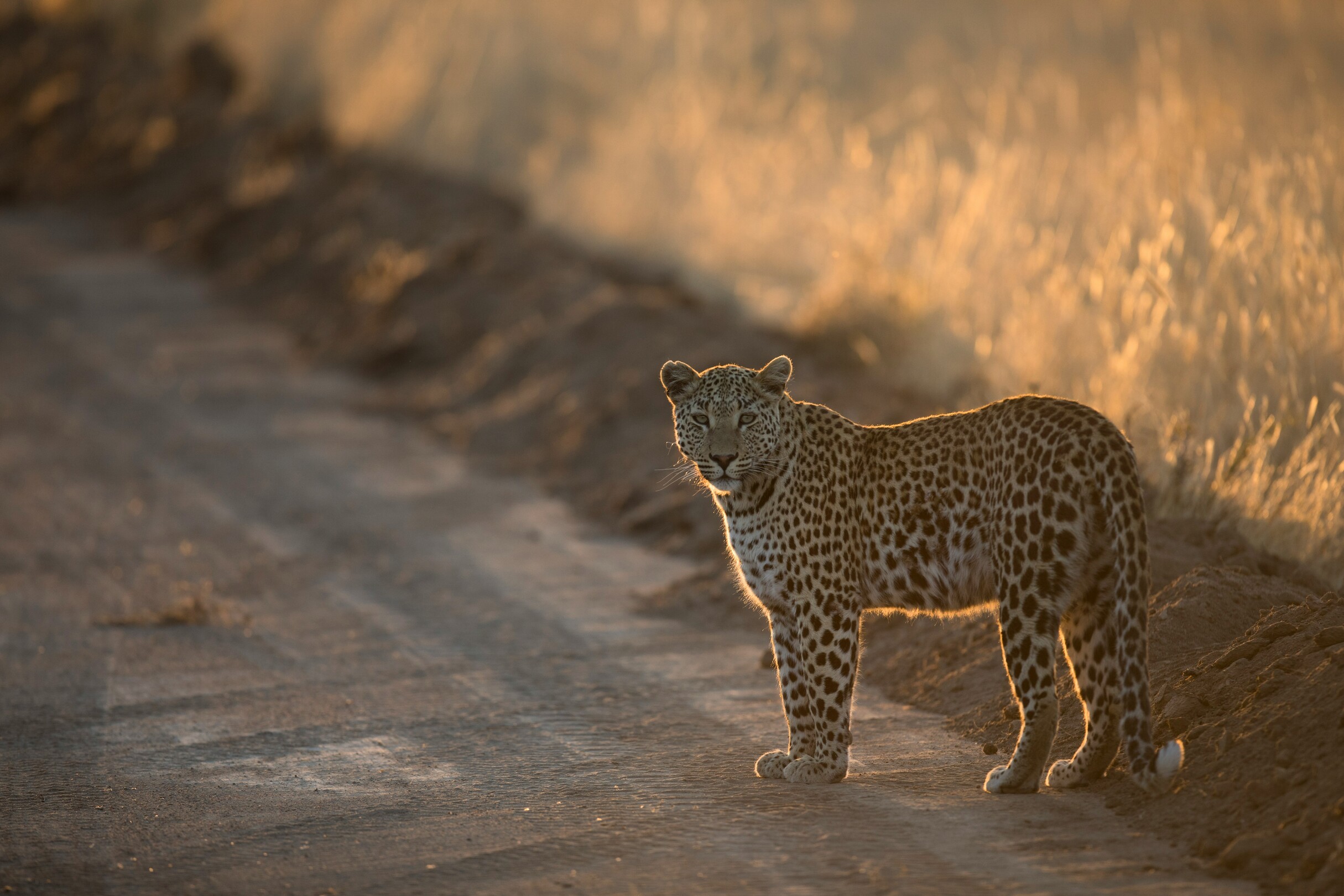 Leopard in South Africa national park