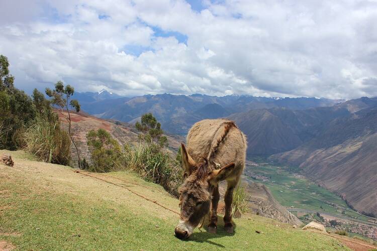 A donkey takes a snack in the Sacred Valley