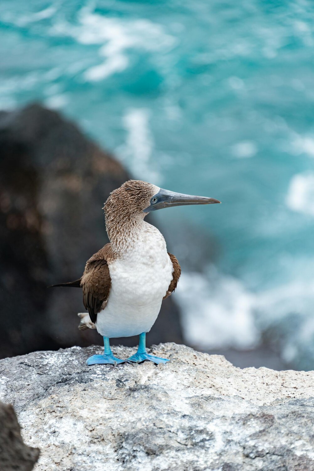 Blue-footed booby - galapagos