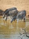 Zebra, Serengeti