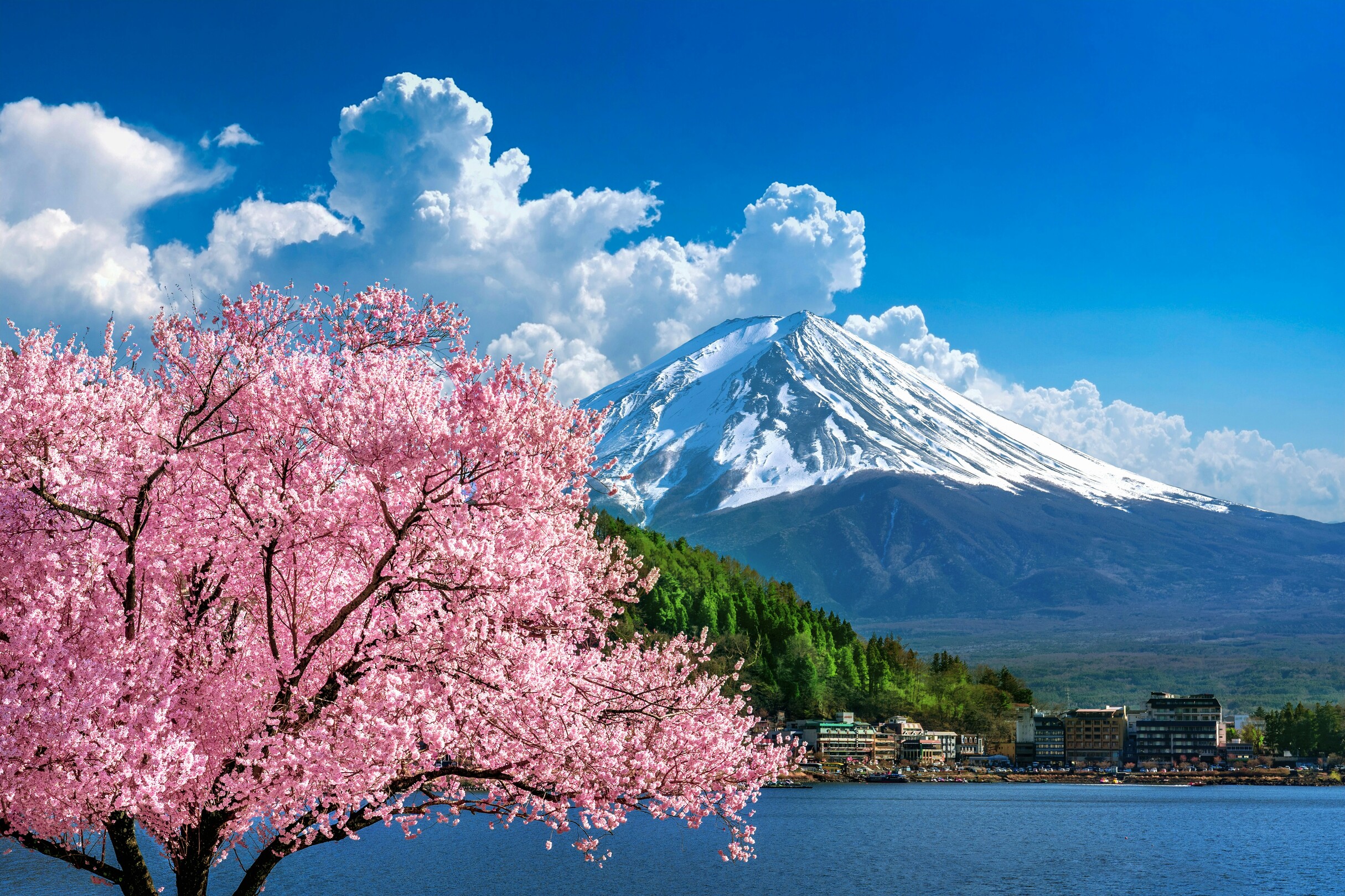 Fuji blossomed view - featured
