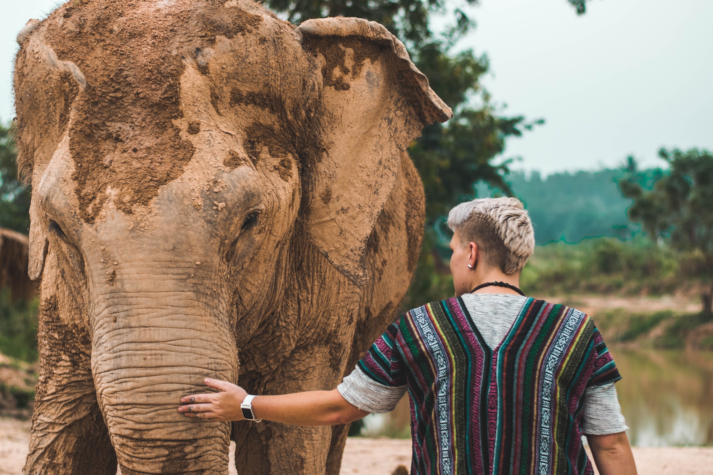 Elephant Thailand