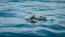 dolphin swimming excursion