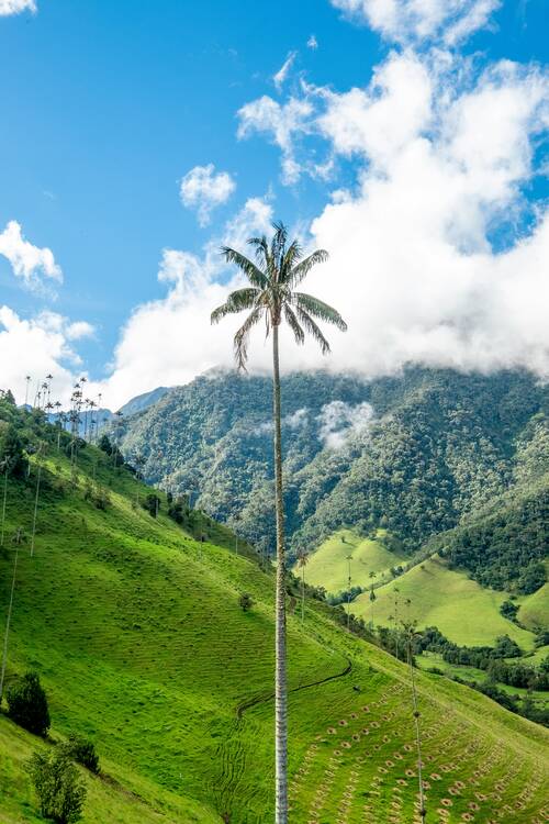 Cocora Valley