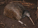 National Kiwi Centre