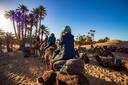 Merzouga - camels