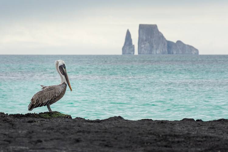 Kicker Rock pelican
