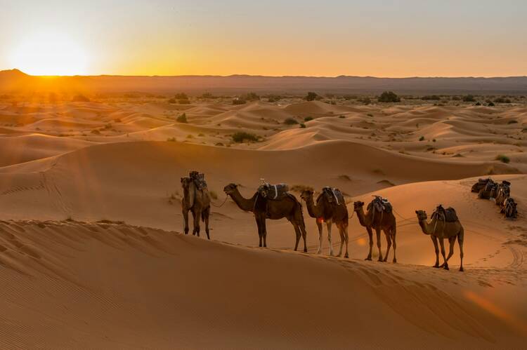 Camel ride - desert