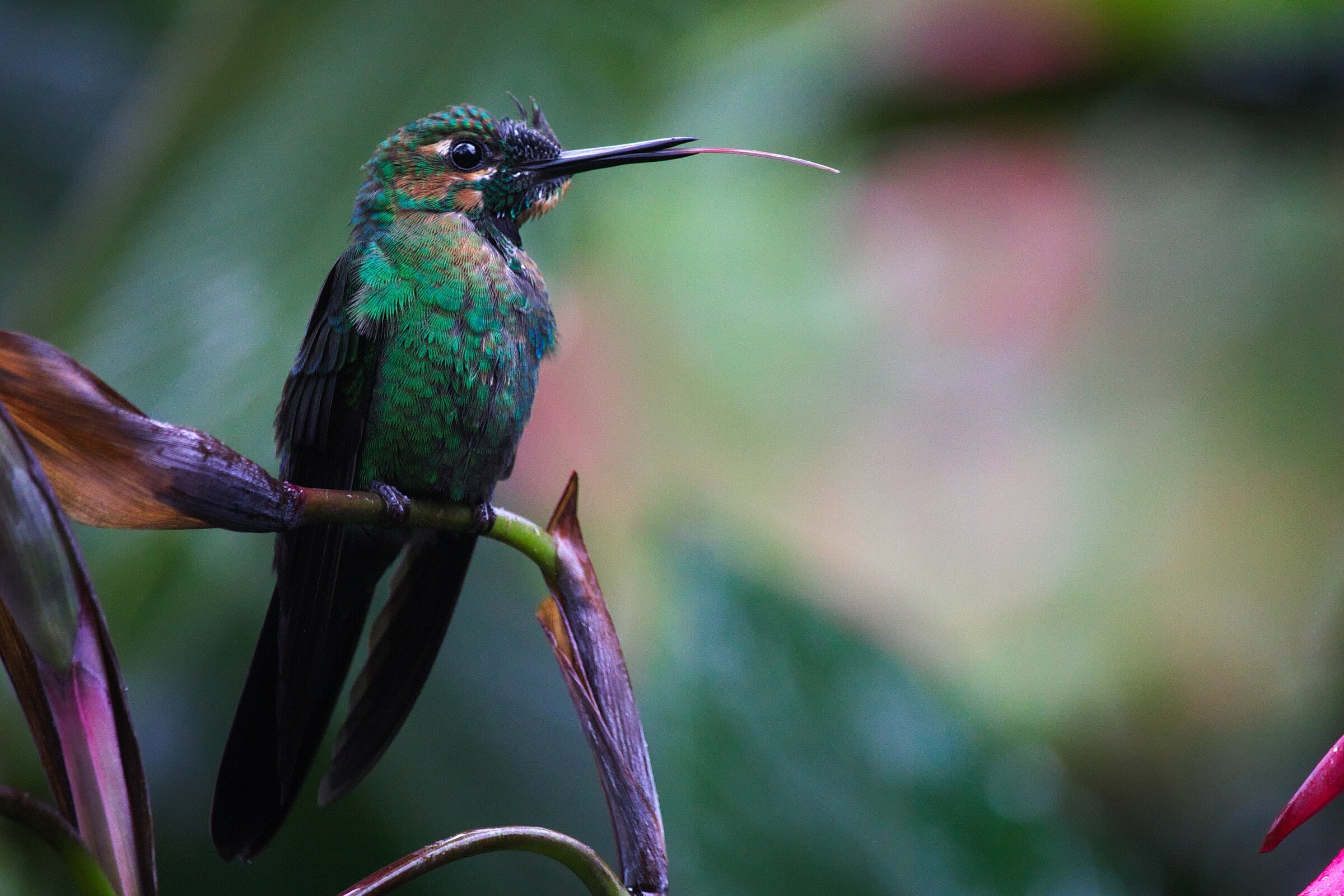 Birdwatching in Costa Rica