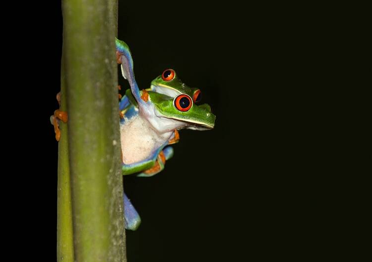 Frogs