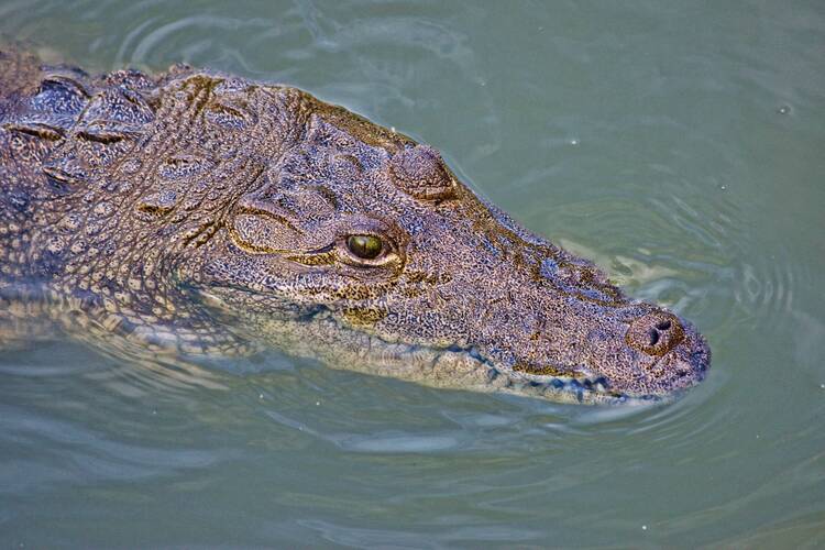 Sian Crocodile